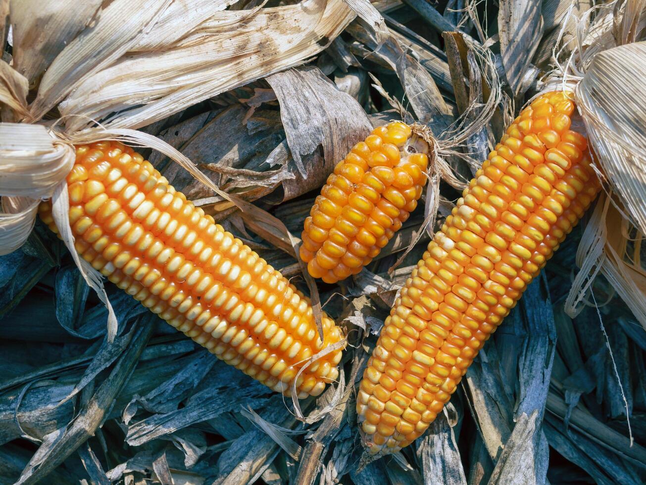 Top view of Dried corn cobs on on dry corn leaves after harvest photo