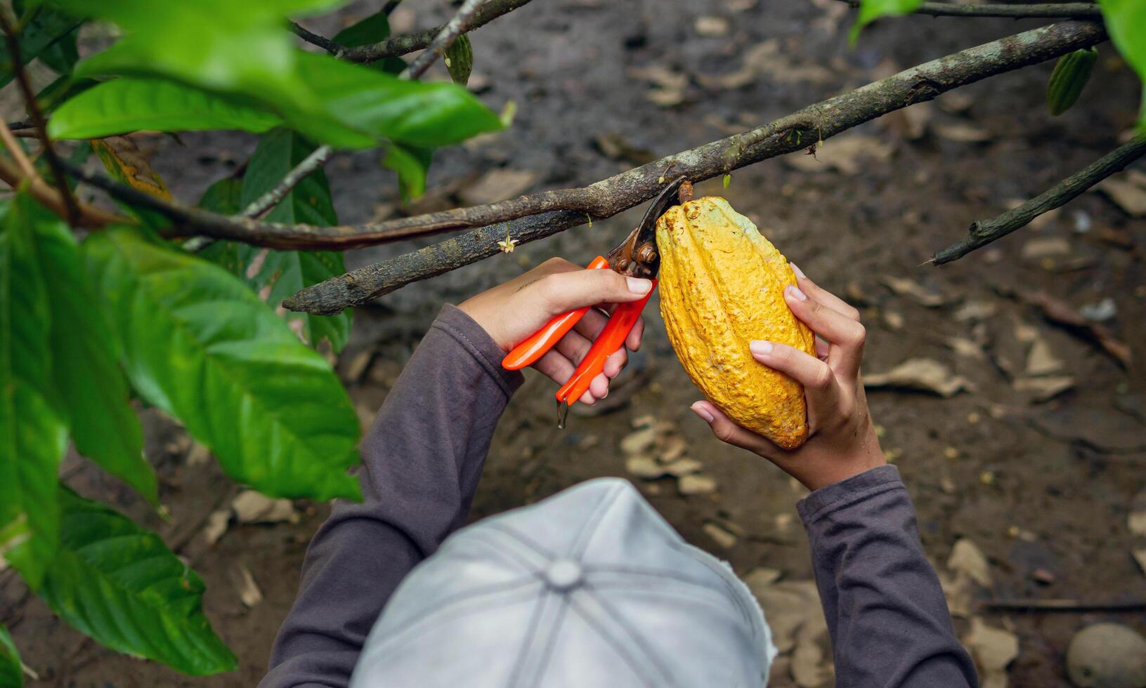 Cocoa farmer use pruning shears to cut the cocoa pods or fruit ripe yellow cacao from the cacao tree. Harvest the agricultural cocoa business produces. photo