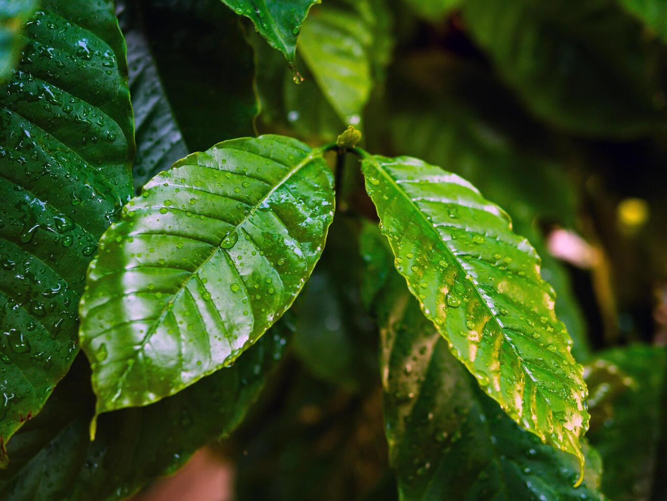 Close up of Green coffee leaf background,coffee tree photo