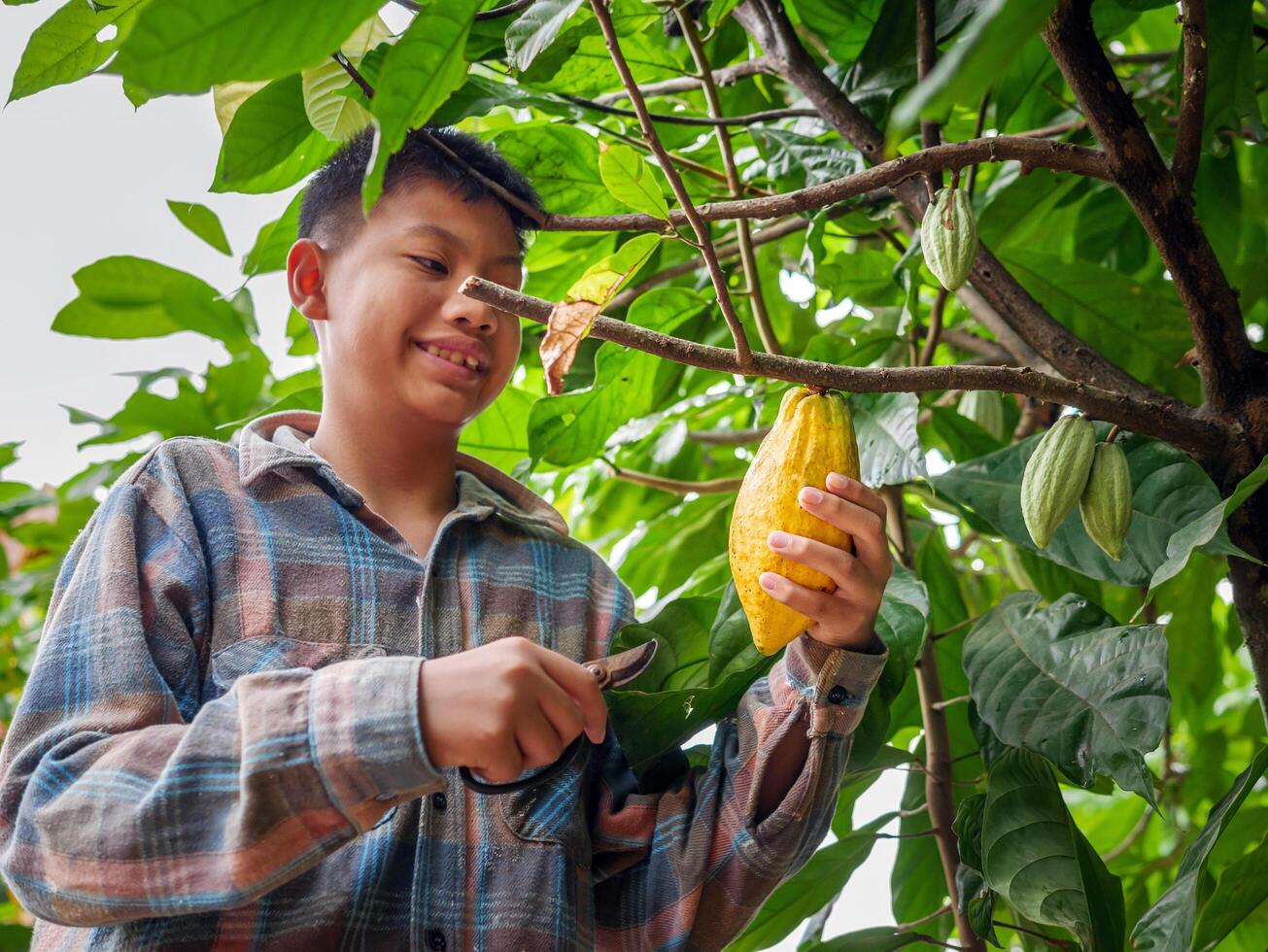 Cocoa farmer use pruning shears to cut the cacao pods or fruit ripe yellow cacao from the cacao tree. Harvest the agricultural cocoa business produces. photo