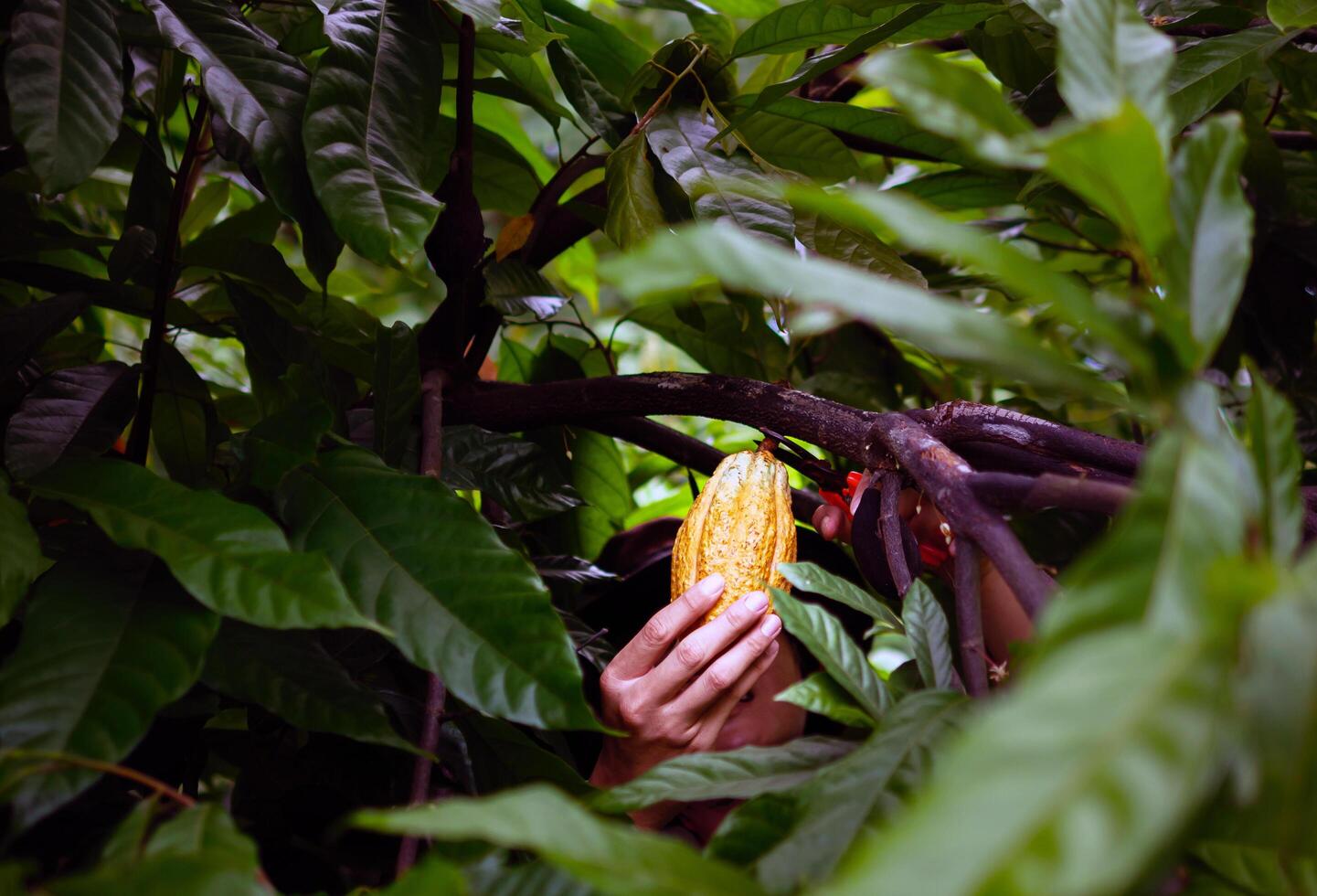 Cocoa farmer use pruning shears to cut the cocoa pods or fruit ripe yellow cacao from the cacao tree. Harvest the agricultural cocoa business produces. photo