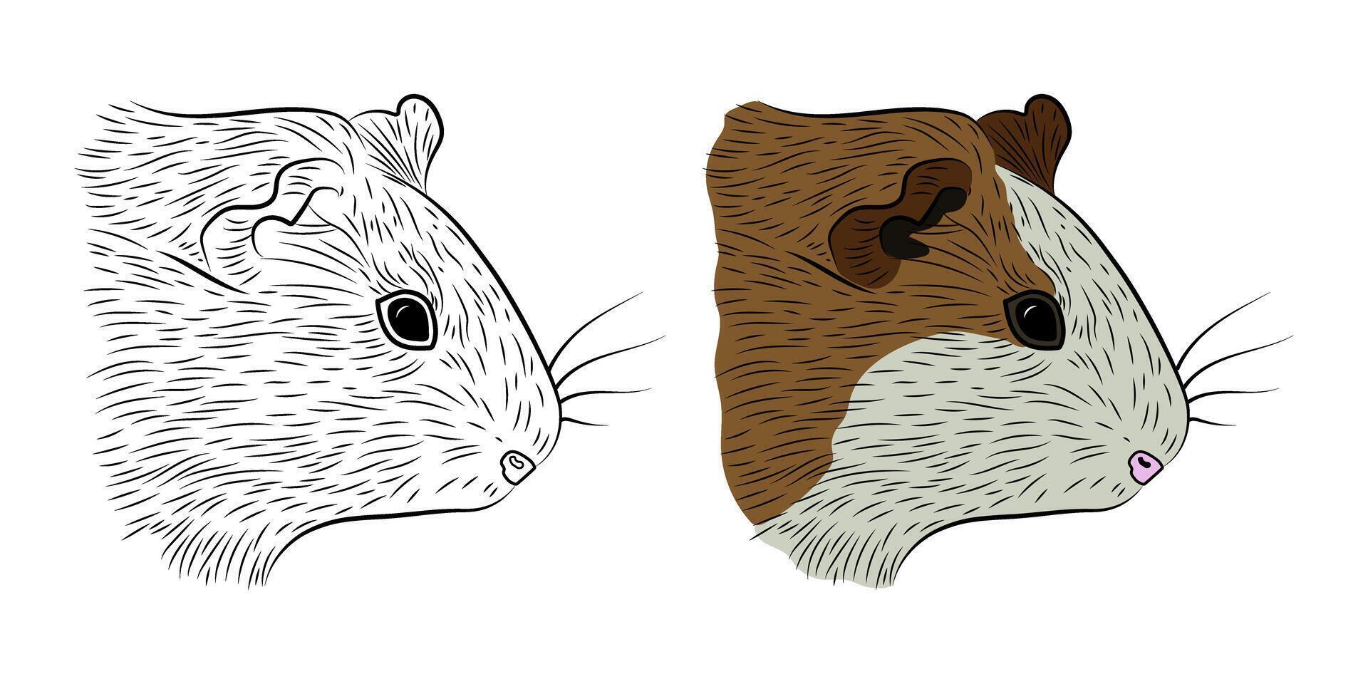 Set of Black Outline and Colored Guinea Pig Head Drawn in Graphic Style vector