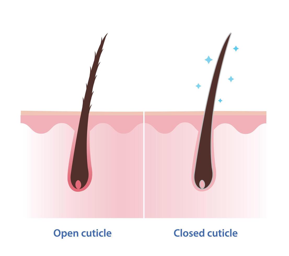 Comparison of open and closed hair cuticle on scalp layer illustration isolated on white background. Cross section of hair shaft without conditioner and with conditioner. Hair care concept. vector