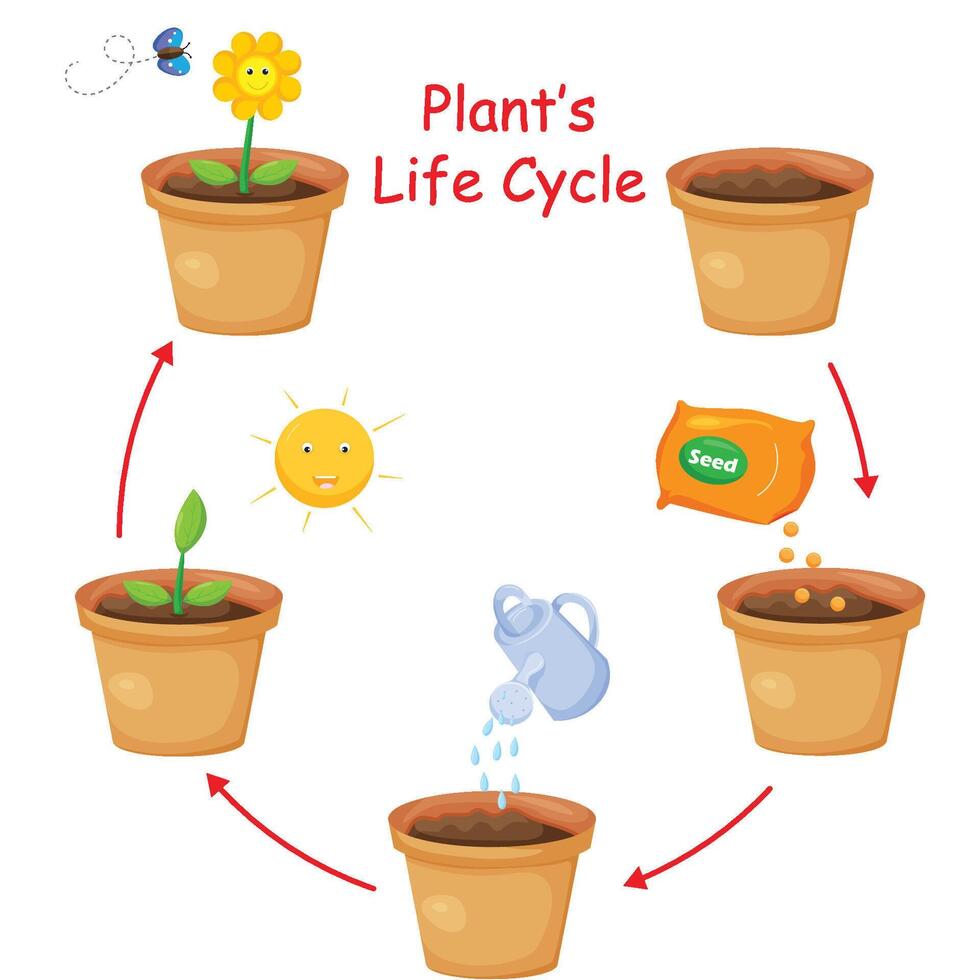 Life cycle of plant in flower pot vector