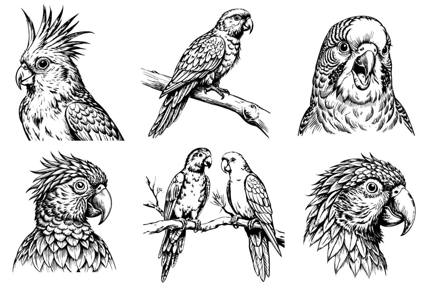 Set of parrots. On a white background in sketch style vector