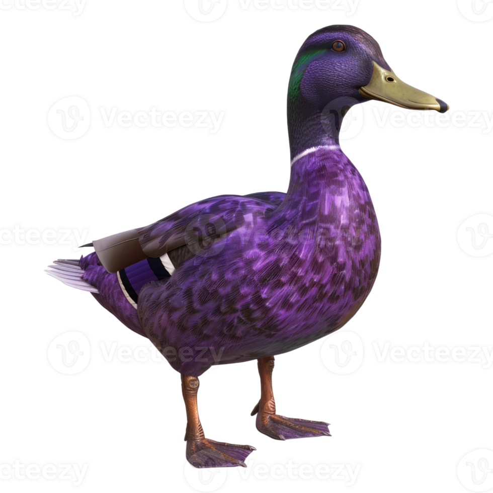 Amethyst long duck isolated on transparent background png