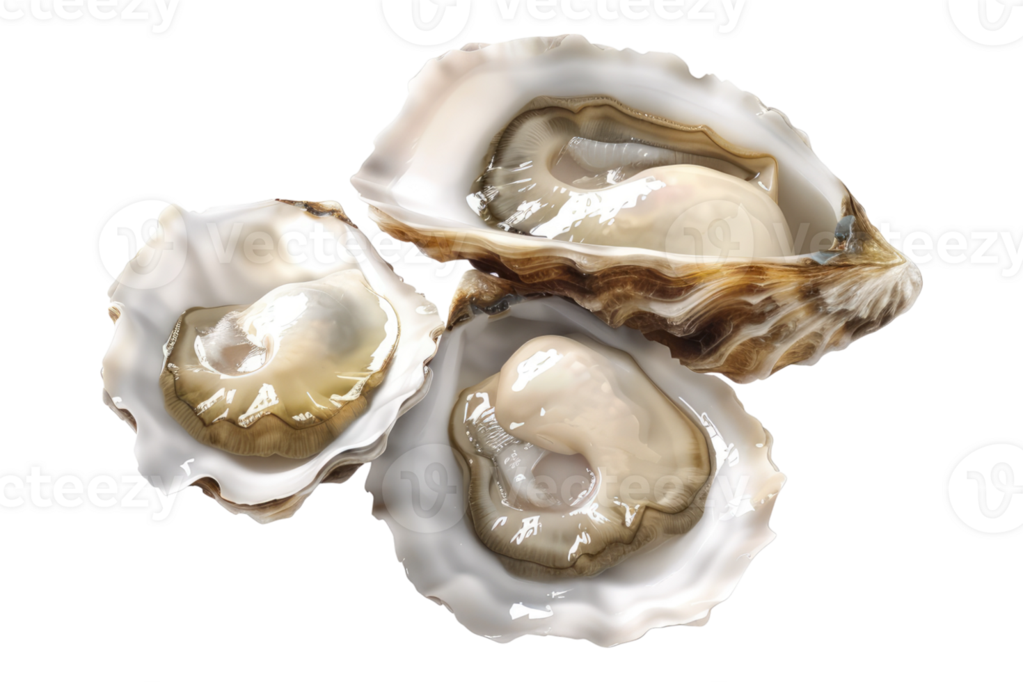 Pearl oysters isolated on transparent background. png