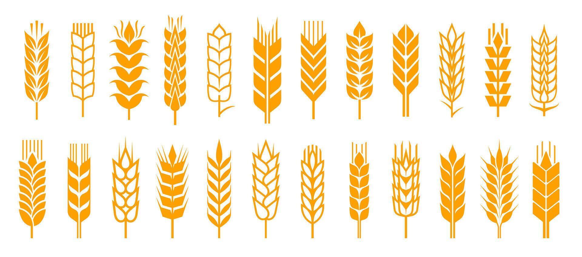 Wheat ear spikelets with cereal grains icons vector