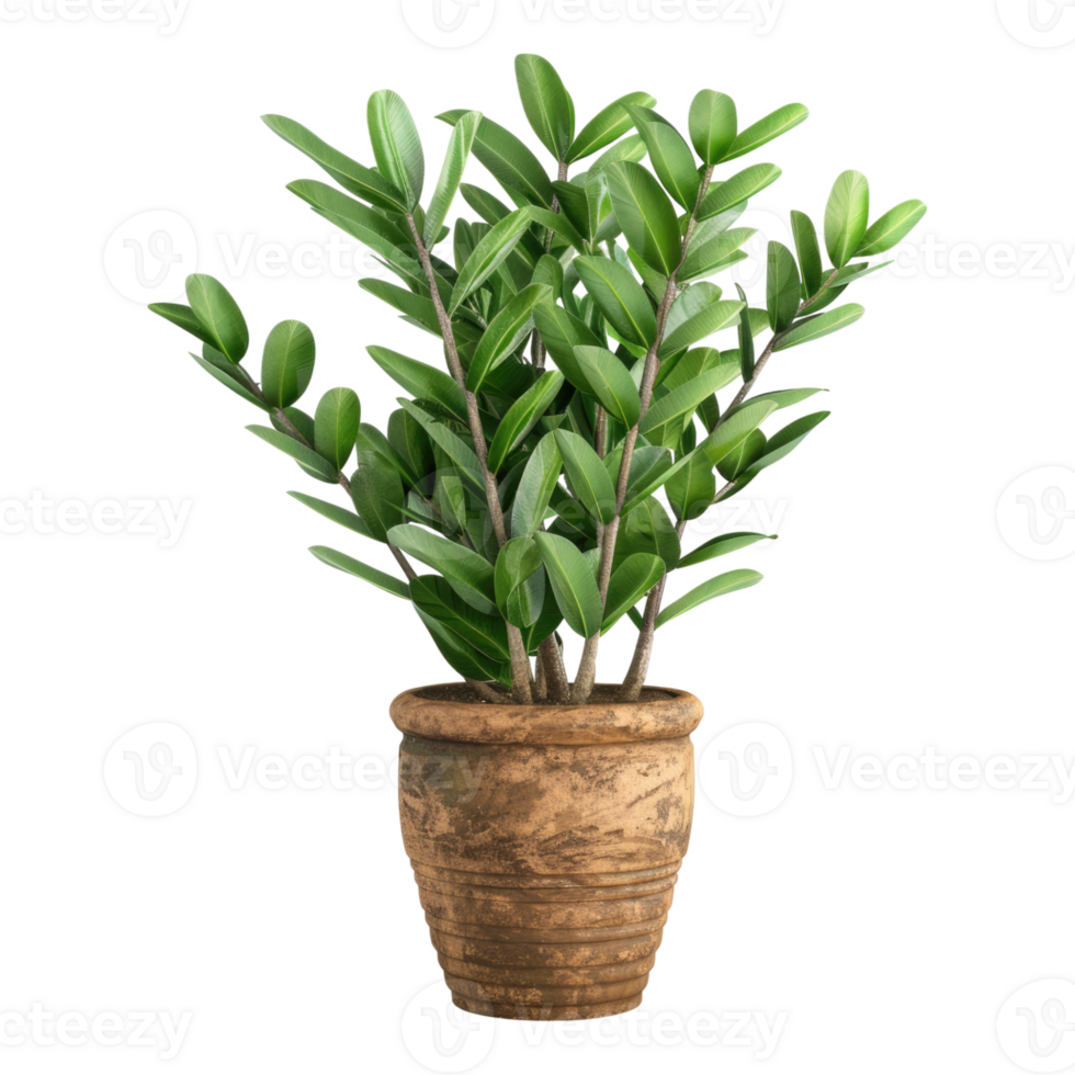 ZZ plant in a pot isolated on transparent background png