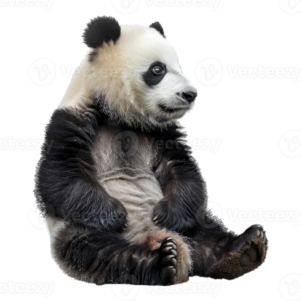 Panda isolated on transparent background png