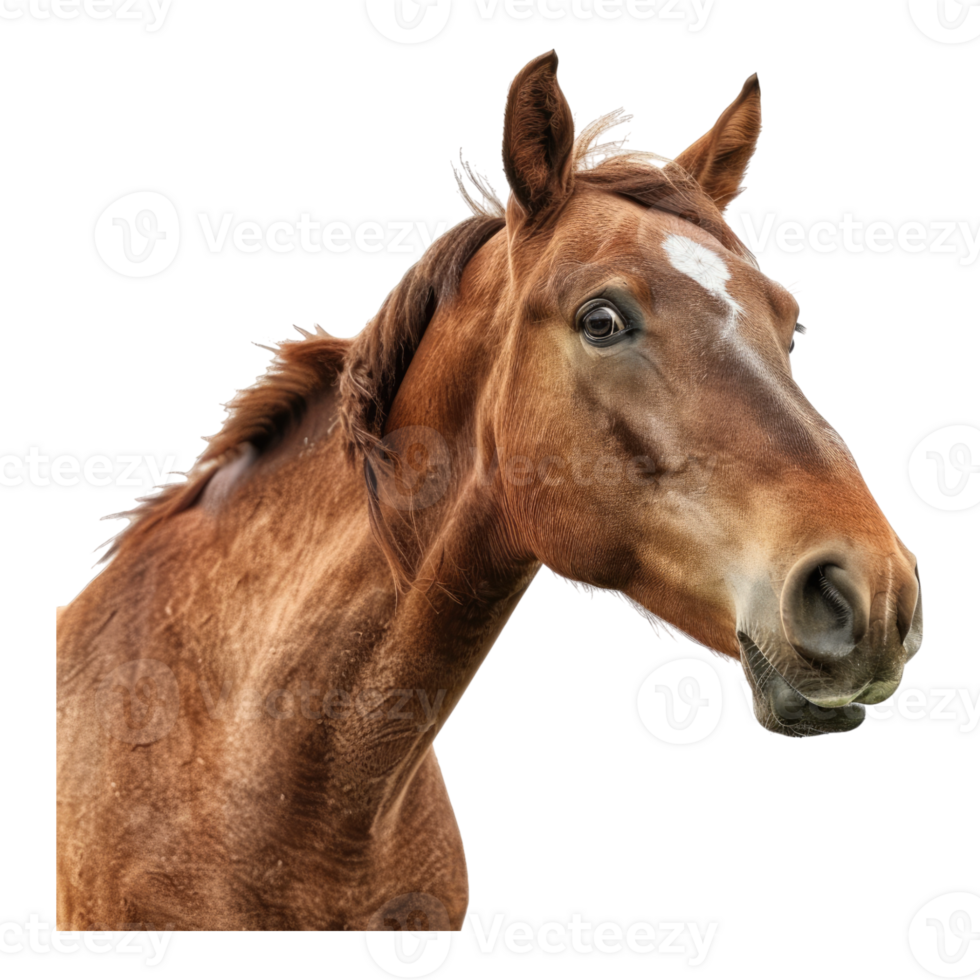 Shocked horse face isolated on transparent background png