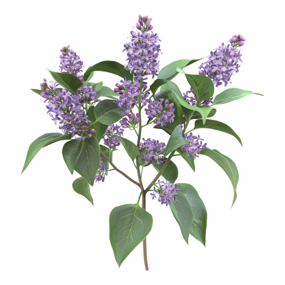 Lilac isolated on transparent background png