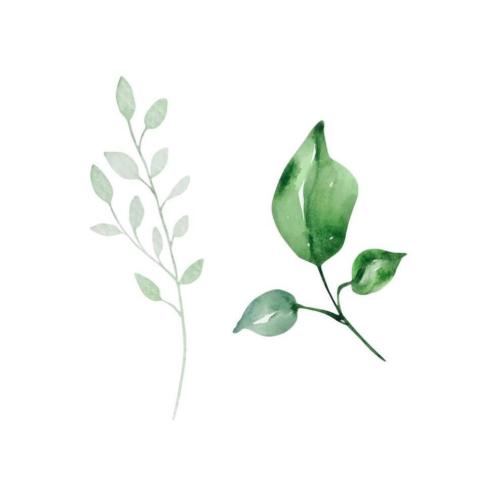 Green leaves watercolor set, floral illustration vector