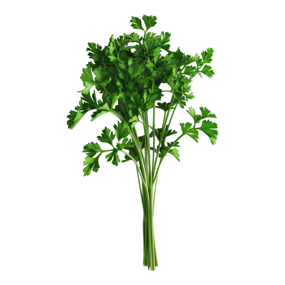 Parsley isolated on transparent background png