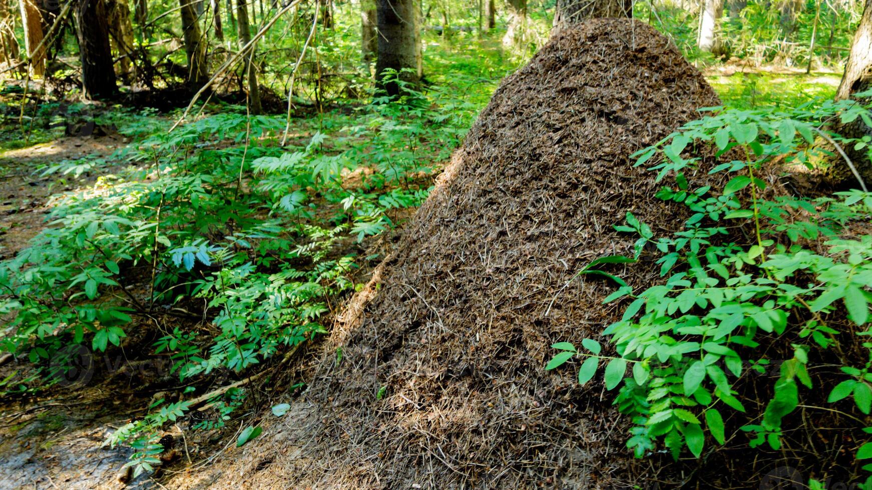 Large ant hill in a forest represents ecosystem engineering and biodiversity in natural habitats, perfect for Earth Day content photo
