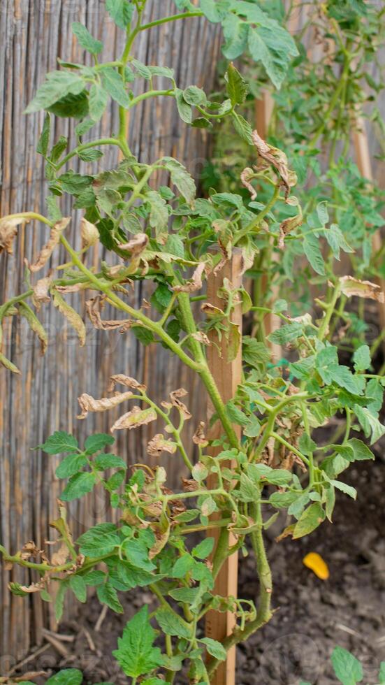 Tomato plant showing signs of blight disease in a garden, representing common gardening problems and challenges photo