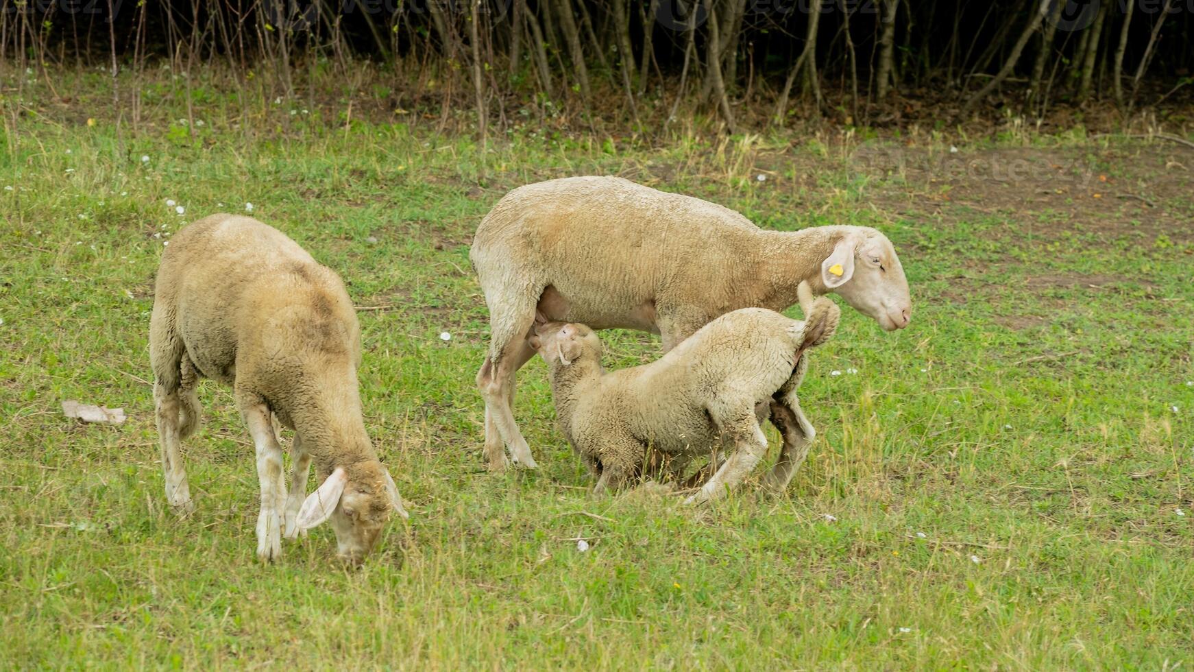 Sheep grazing in a green pasture with a lamb nursing, illustrating concepts of farm life and rural agriculture photo