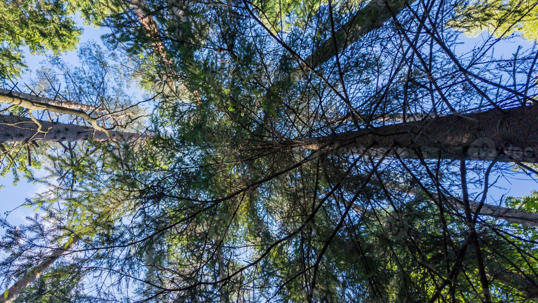 Looking up a dense forest canopy, with sunlight filtering through pine branches, perfect for Earth Day or environmental concepts photo