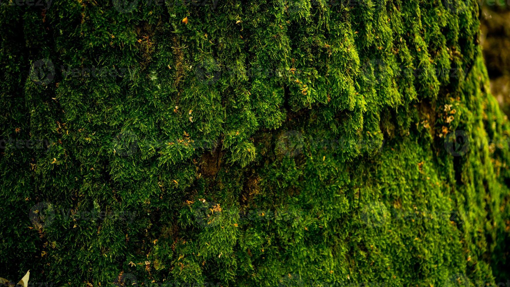 Close up of vibrant green moss covering tree bark in a forest, symbolizing natures resilience and sustainability photo