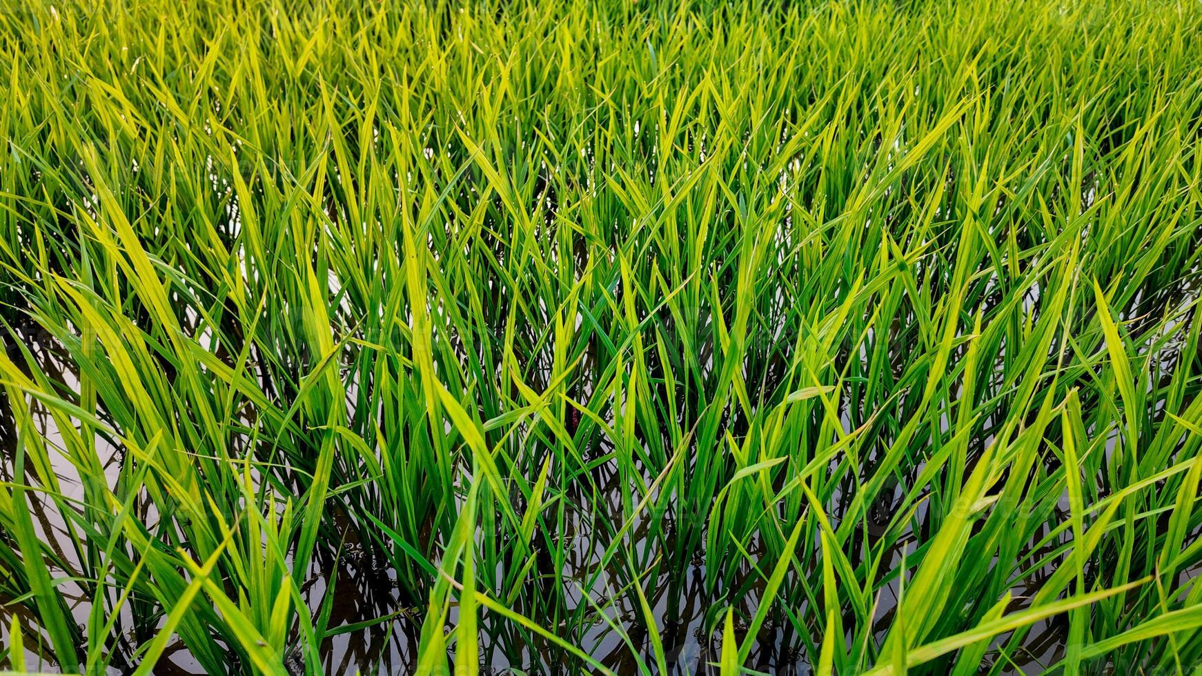 Vibrant green rice field in Asia symbolizing agricultural growth and sustainability during the rice planting season photo
