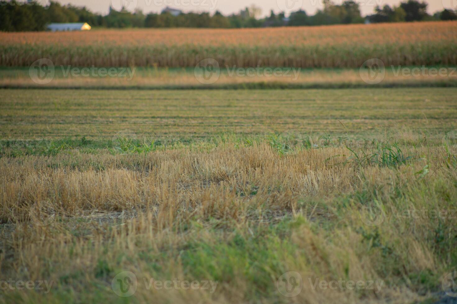 Golden wheat stubble field after harvest in late summer, symbolizing agriculture, sustainability, and rural tranquility photo