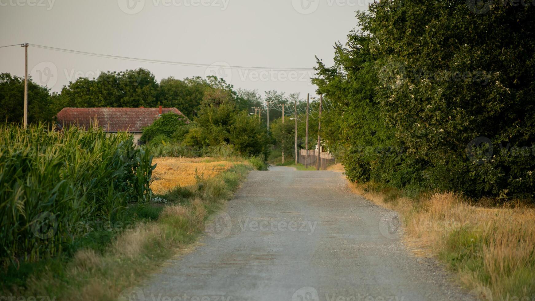 A serene rural dirt road flanked by cornfields and trees, ideal for nature retreats and countryside exploration photo