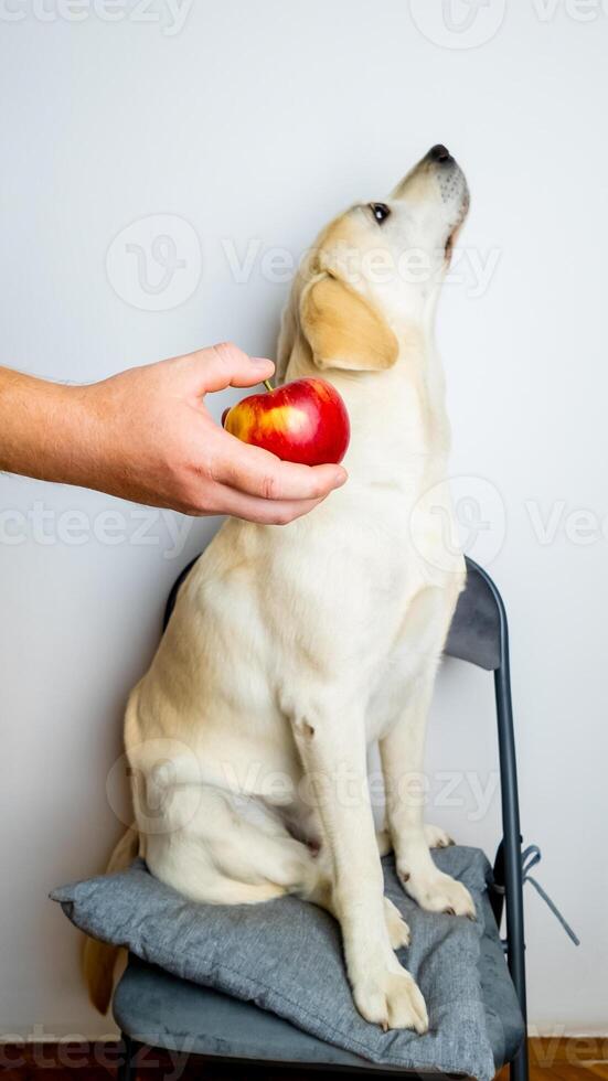 A Labrador puppy avoiding a persons hand holding an apple, symbolizing pet dietary preferences and training challenges photo