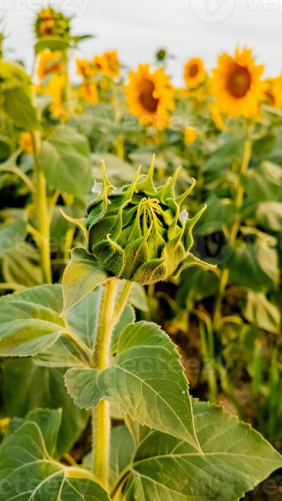 A close up of a budding sunflower in a vibrant sunflower field, symbolizing growth and new beginnings in summer photo