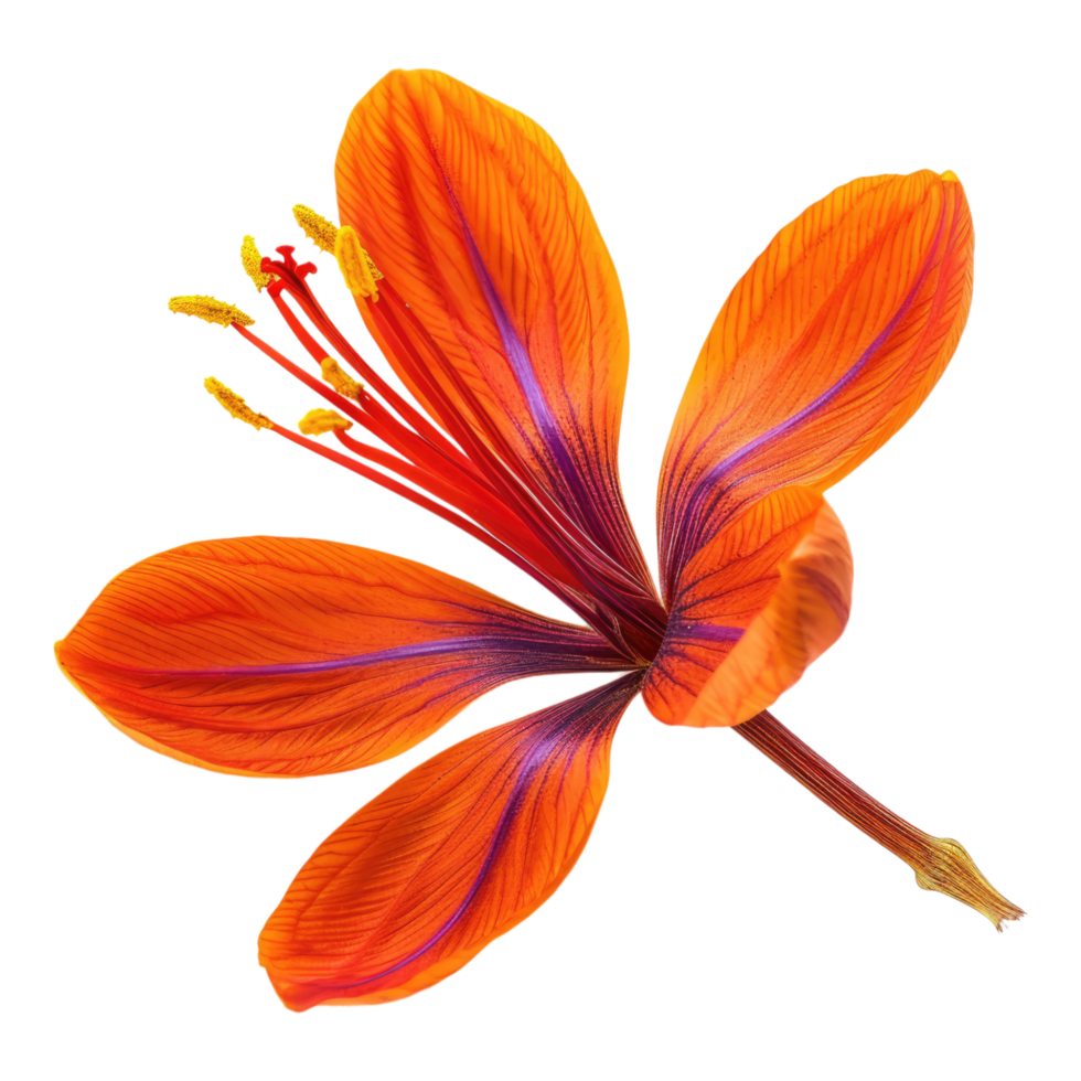 Saffron flower isolated on transparent background png