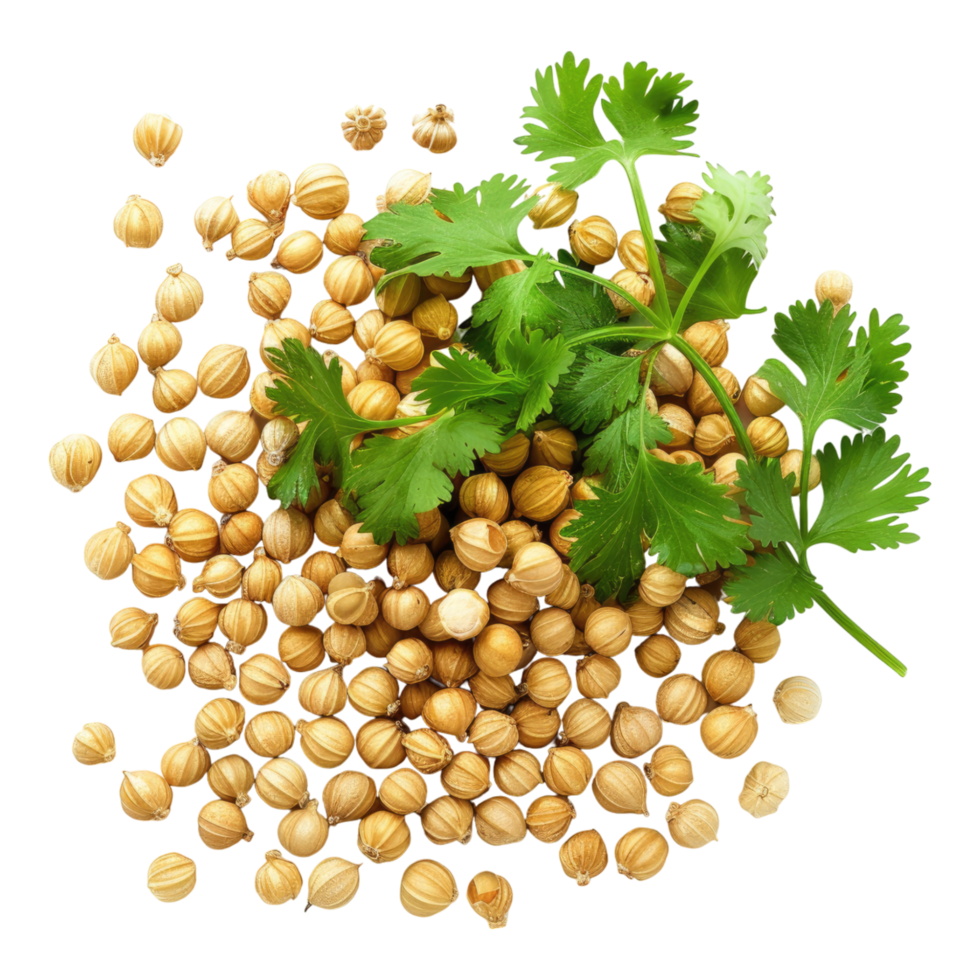 Coriander with seeds isolated on transparent background png