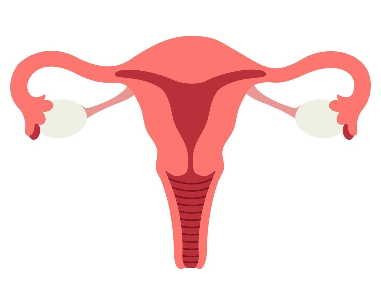 Female reproductive system flat icon isolated on white background vector