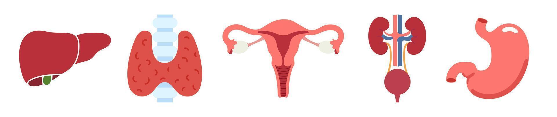 Set of human internal organs flat icons. Liver, thyroid gland, kidneys with bladder, uterus and stomach vector