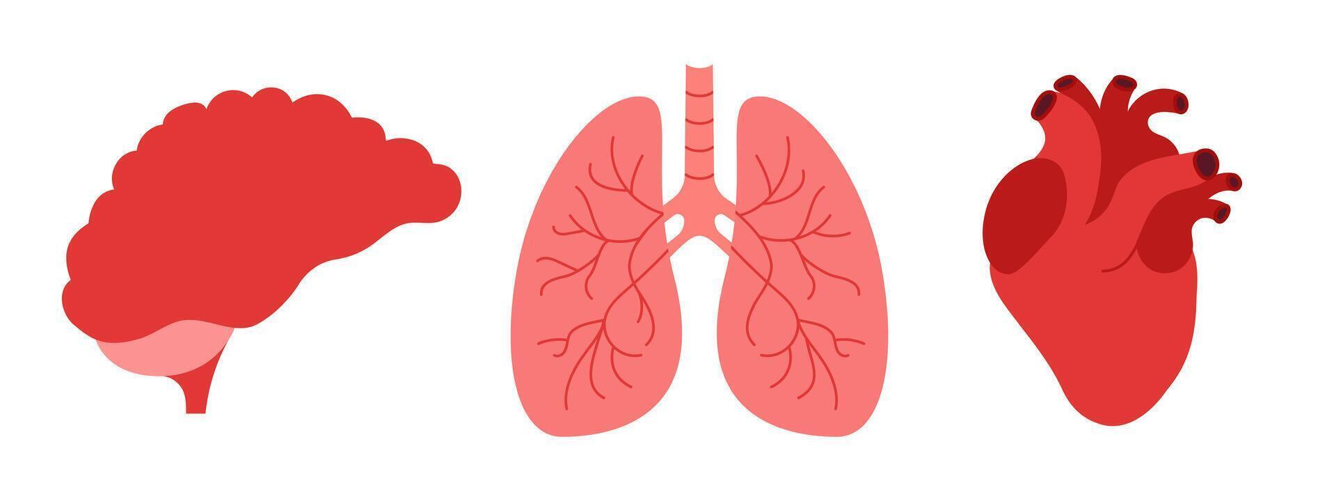 Set of human internal organs flat icons. Brain, heart and lungs on white background vector