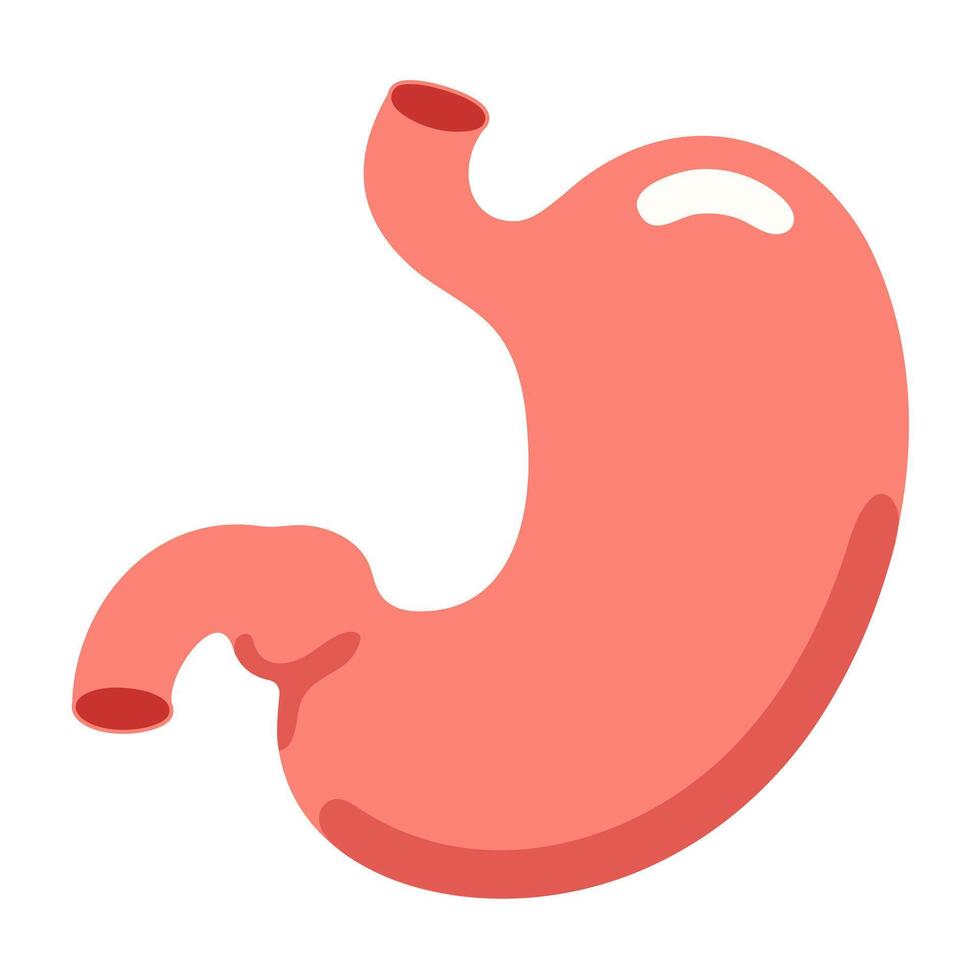 Stomach flat icon isolated in white background vector