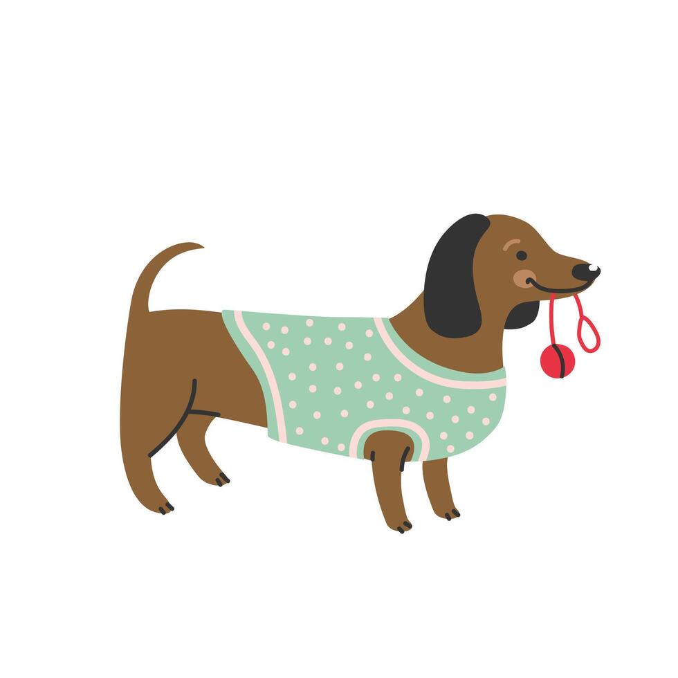 cartoon dachshund dog in sweater holding ball in mouth. illustration in flat style vector