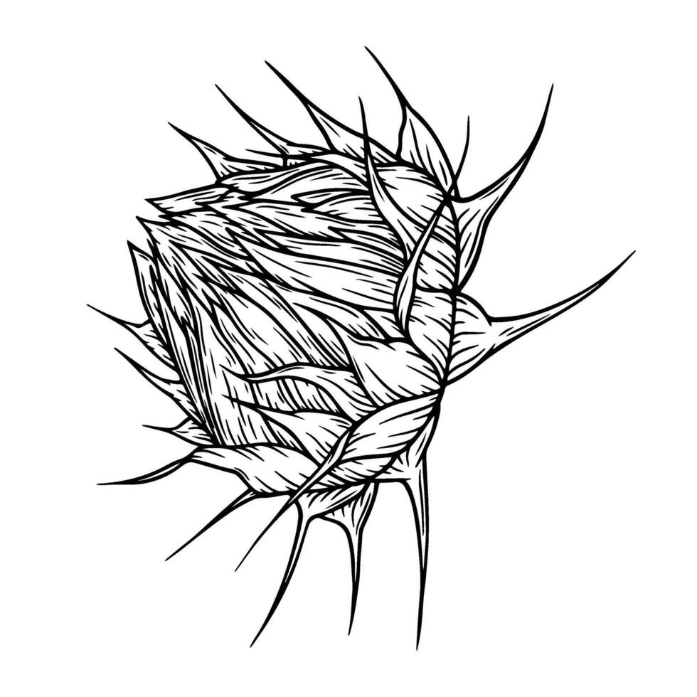 sunflower illustration in line art style. Graphic monochrome drawing. Hand drawn floral outline sketch, engraved illustration. Design element for coloring book page, tattoo, logo, icon, label. vector