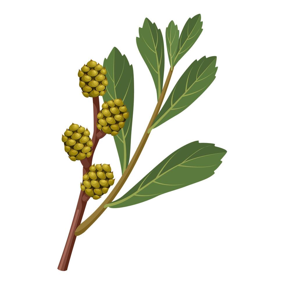 Illustration of Sweetgale or Bog Myrtle, scientific name Myrica gale, isolated on white background. vector