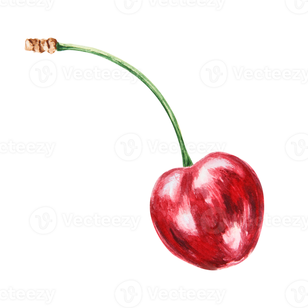 Red cherry. Juicy hand drawn watercolor illustration. Delicious food art, fresh botanical realistic painting. Summer berry clipart for restaurant menu, prints, packaging of farm goods, vegan products png