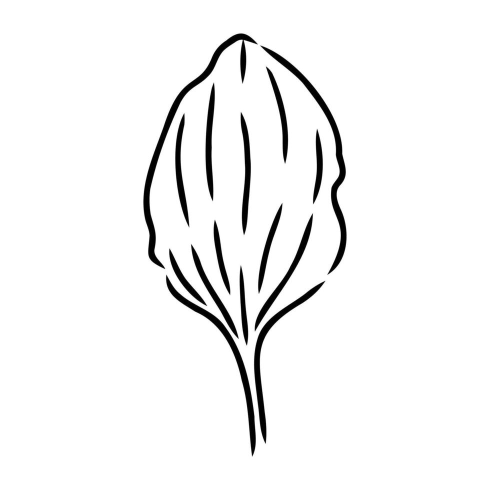 grass plantain sketch vector