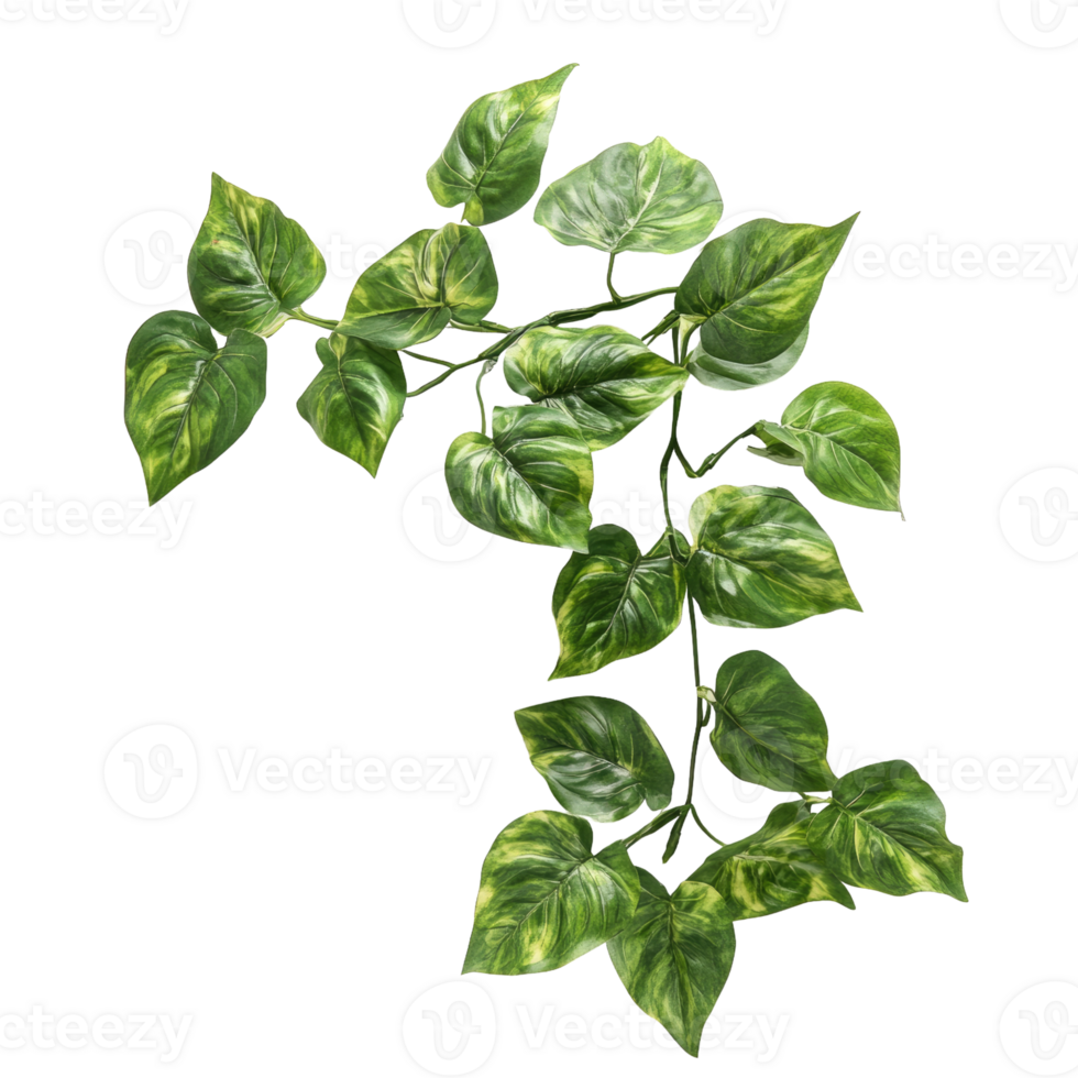 Pothos on transparent background png