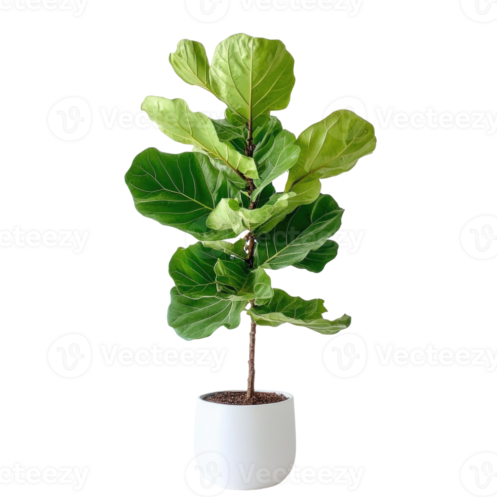 Fiddle Leaf Fig on transparent background png