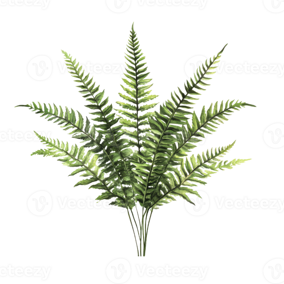 Boston Fern on transparent background png