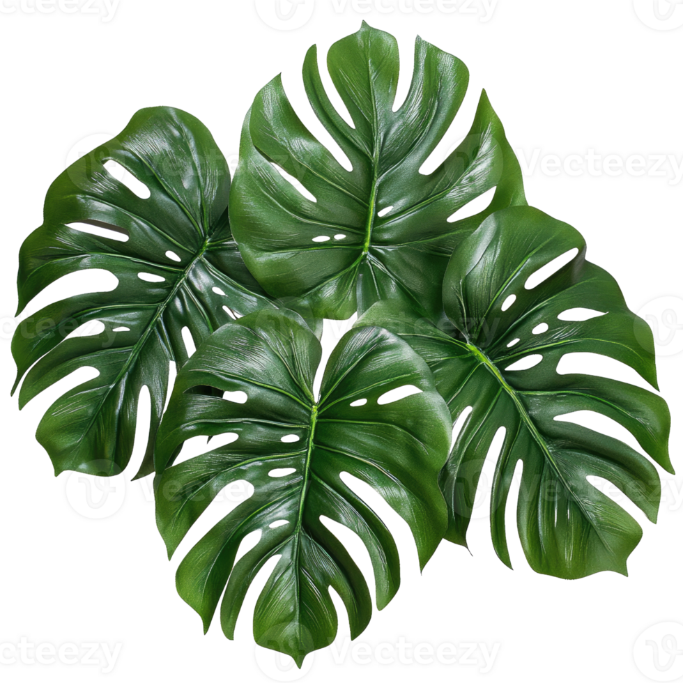 Monstera on transparent background png