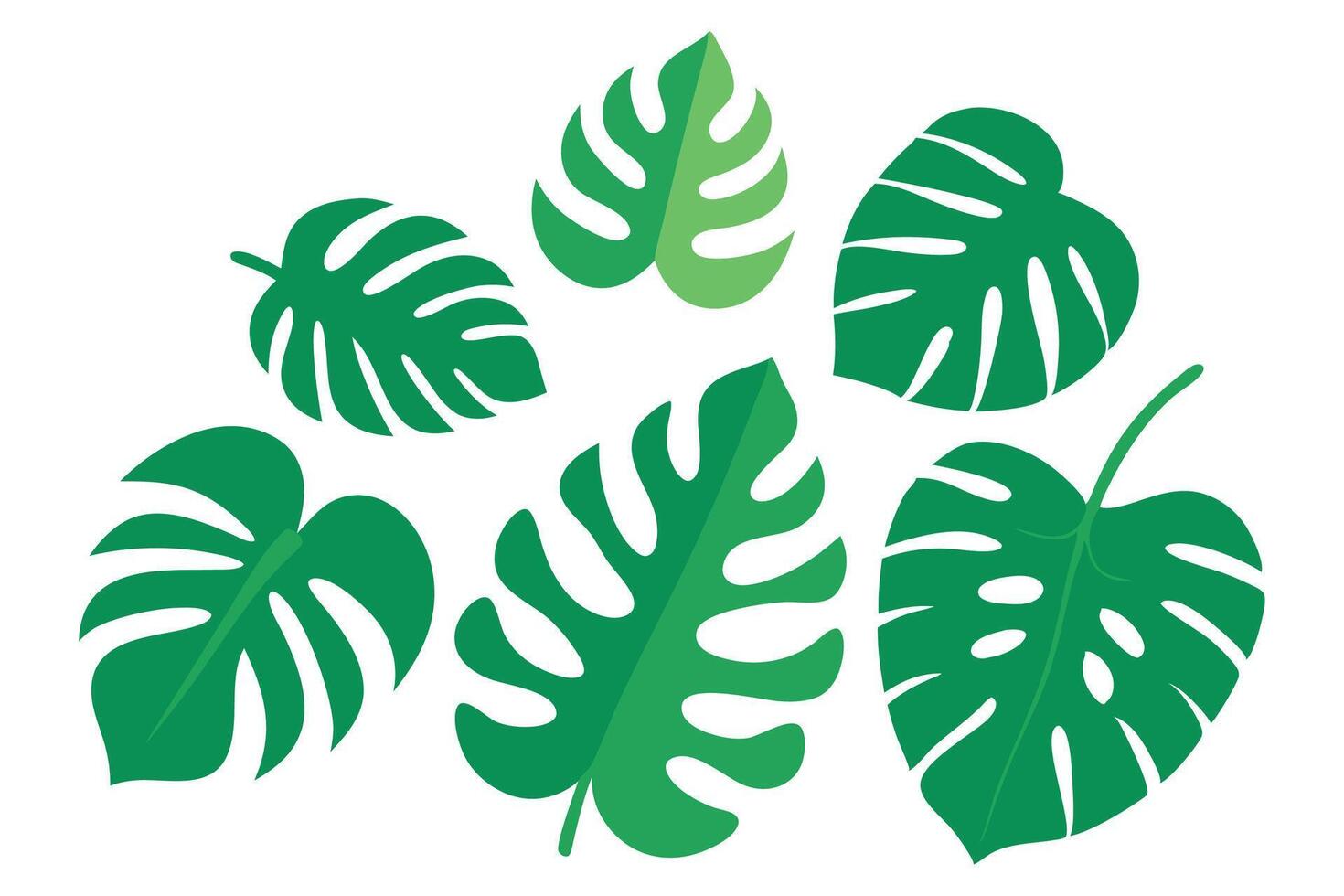 Monstera leaf illustration set on white background. vector