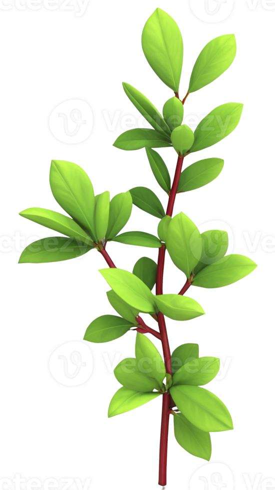 Illicium Bush in 3D Illustration with Transparent Background png