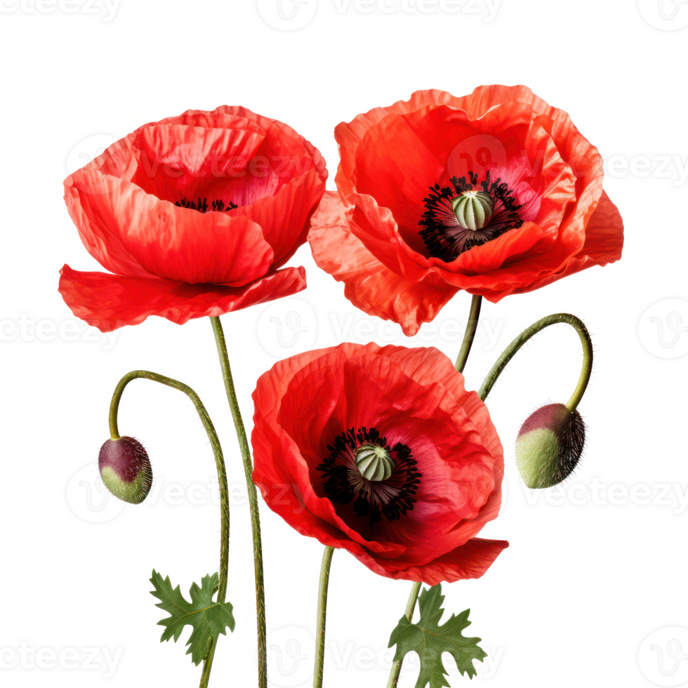 Red Poppy Flowers on Isolated Background for Floral Designs and Nature. png