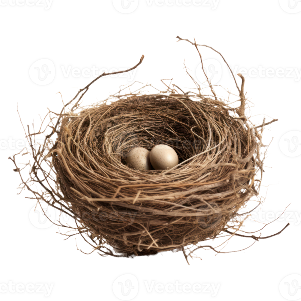 Bird's Nest With Two Eggs On Isolated Background png