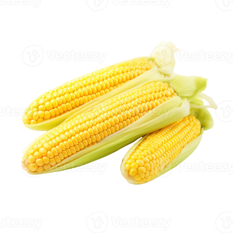 Delicious Organic Corn Ears On Isolated Background. Natural Food Ingredients png