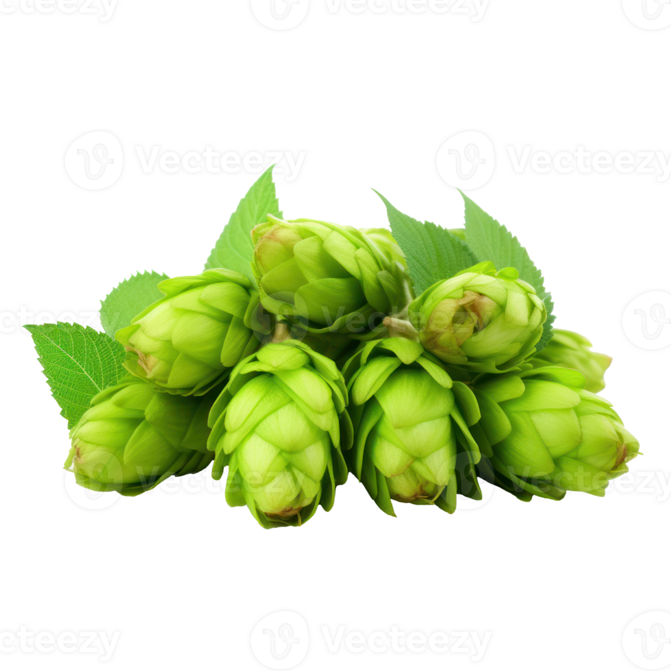 Fresh Green Hop Cones with Leaves on Isolated Background. png