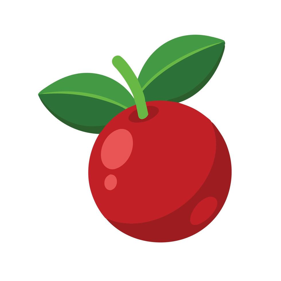 Cranberry Fruit flat illustration on white background vector